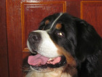 Moos,en dit is hem dus....een lieve angsthaas!